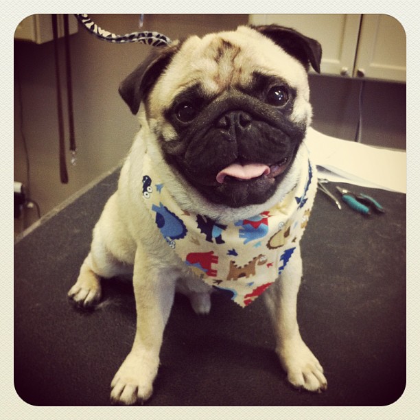 Milwaukee Pet Spa Pet Grooming