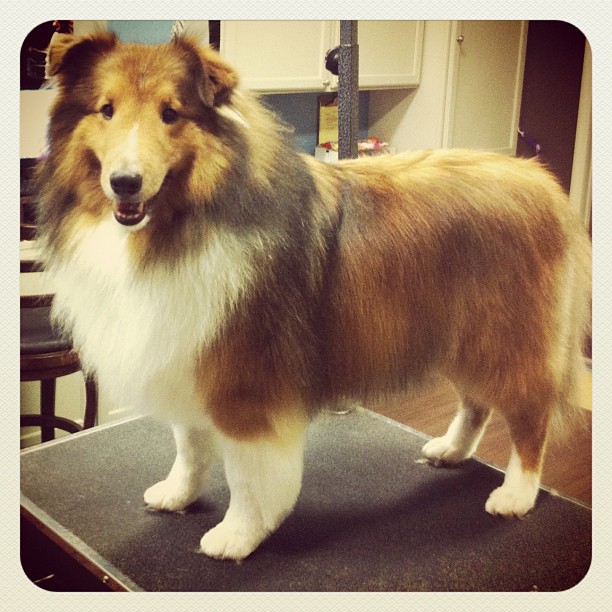 Milwaukee Pet Grooming